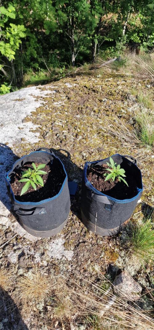 Cannabis in Hyperborea. Week 4