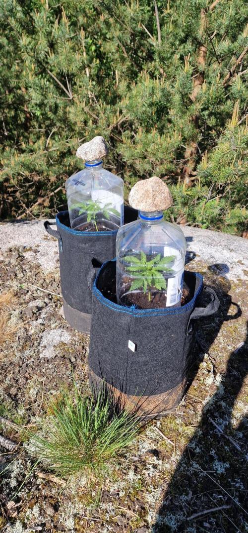 Cannabis in Hyperborea. Week 4