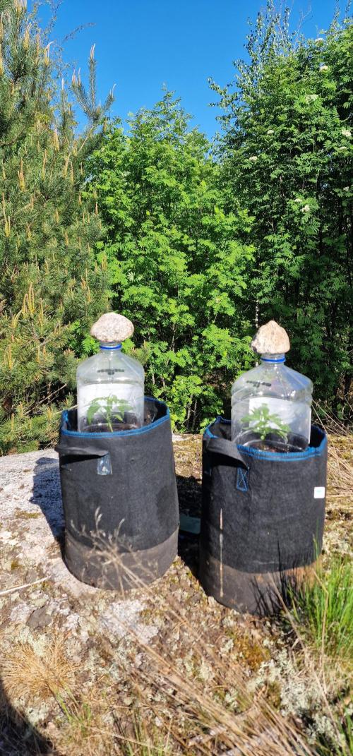 Lafanta light auto. Week 4