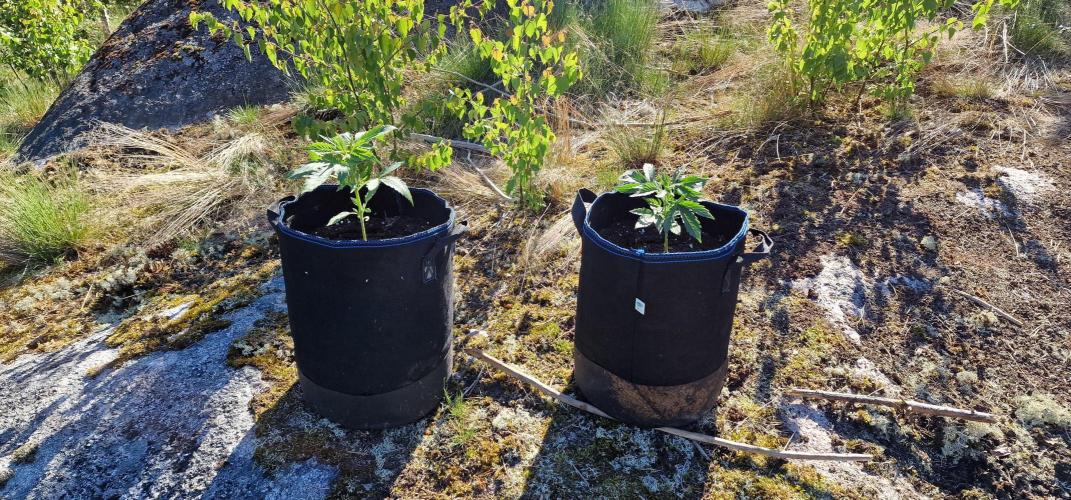 Cannabis in Hyperborea. Week 4