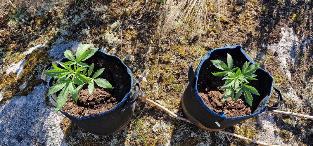 Cannabis in Hyperborea. Week 4