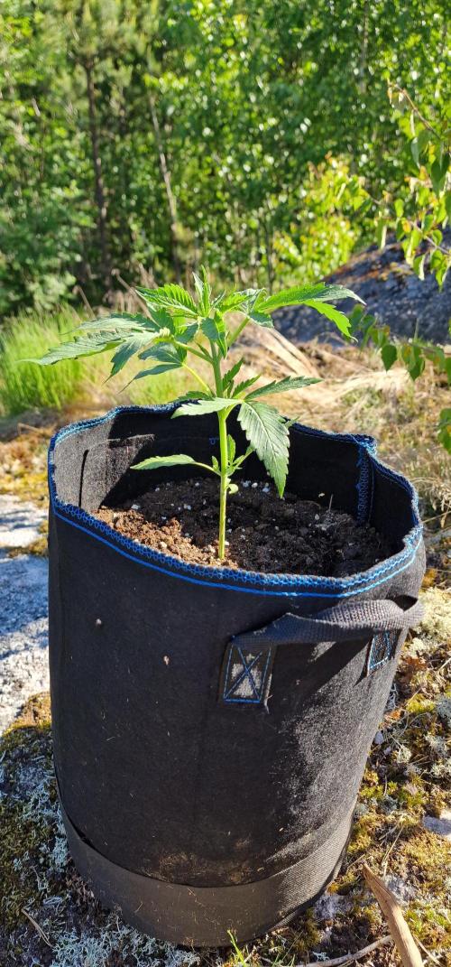 Cannabis in Hyperborea. Week 4