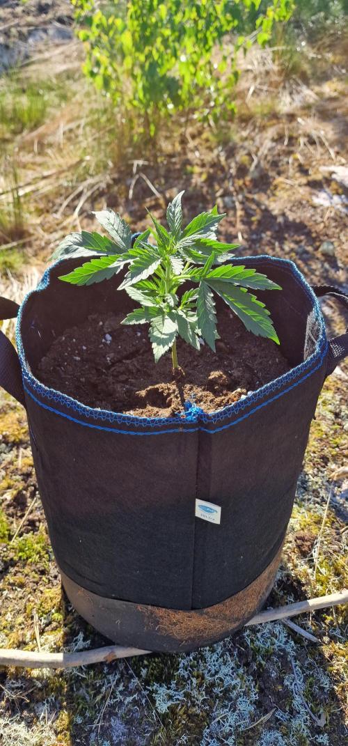 Lafanta light auto. Week 4