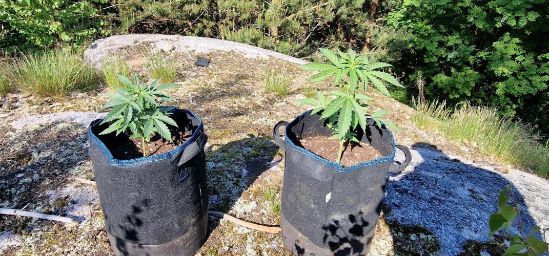 Cannabis in Hyperborea. Week 5