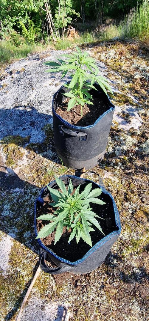 Cannabis in Hyperborea. Week 5