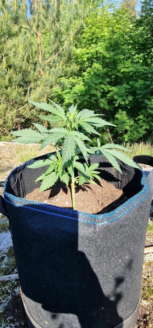 Cannabis in Hyperborea. Week 5