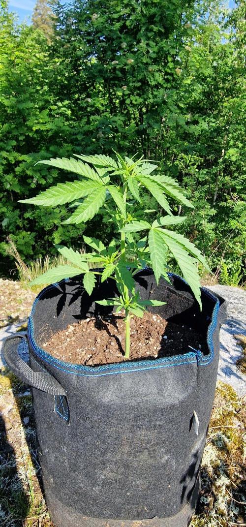 Lafanta light auto. Week 5