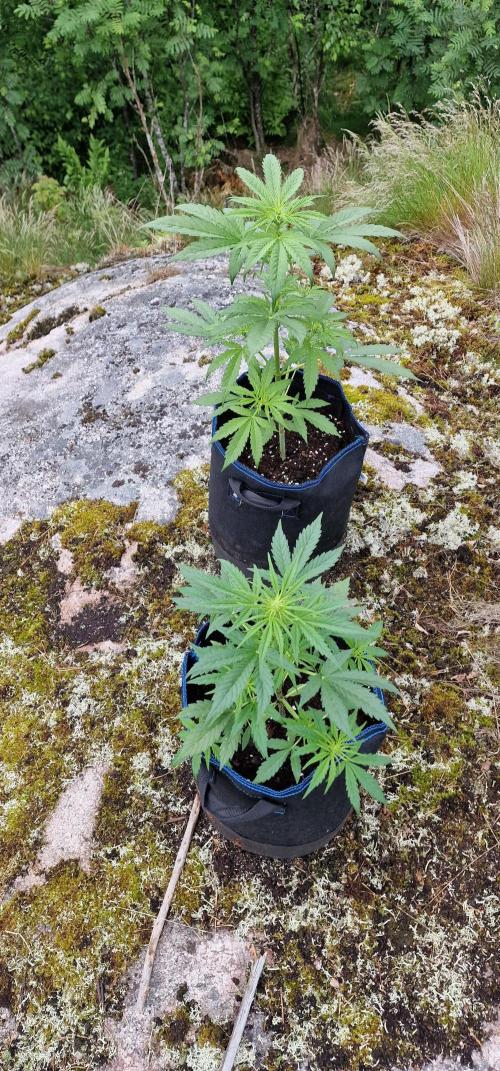 Cannabis in Hyperborea. Week 6