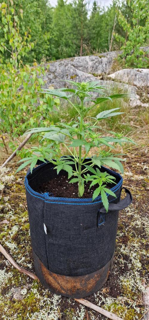 Cannabis in Hyperborea. Week 6