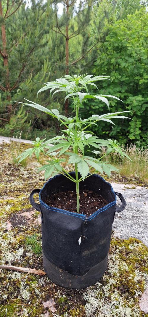 Cannabis in Hyperborea. Week 6