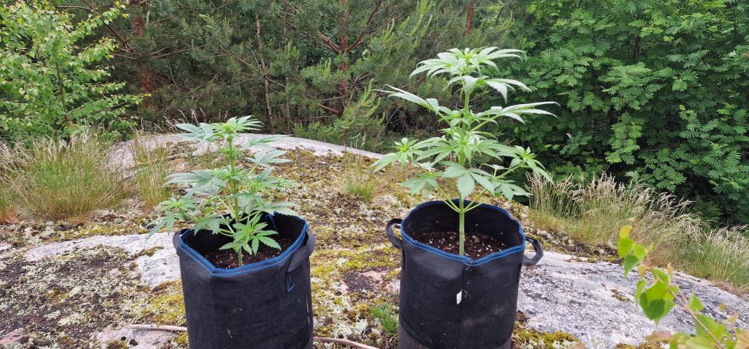 Cannabis in Hyperborea. Week 6