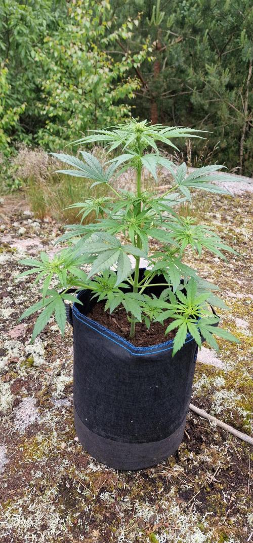 Cannabis in Hyperborea. Week 7
