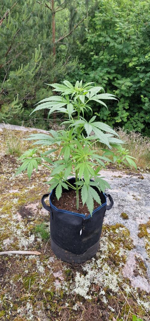 Cannabis in Hyperborea. Week 7