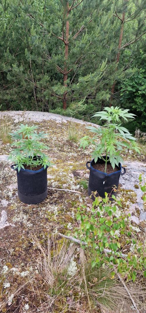 Cannabis in Hyperborea. Week 7