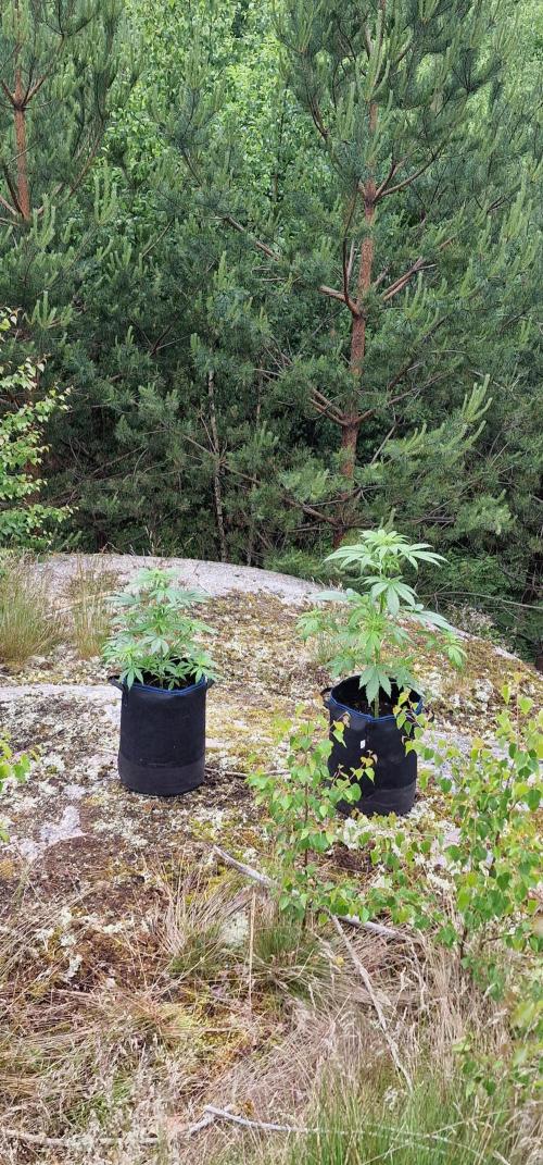 Lafanta light auto. Week 7
