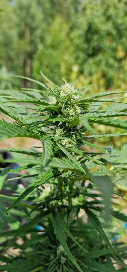 Cannabis in Hyperborea. Week 8