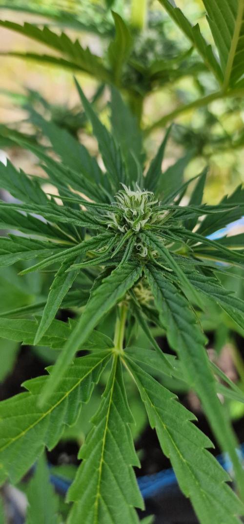 Cannabis in Hyperborea. Week 8