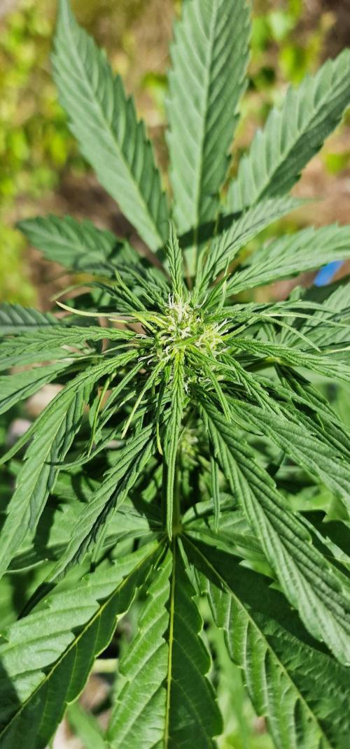 Cannabis in Hyperborea. Week 8