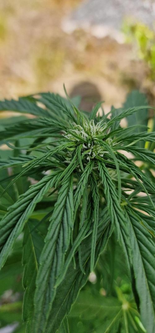 Cannabis in Hyperborea. Week 8