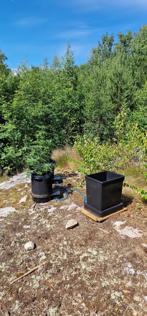 Cannabis in Hyperborea. Week 8