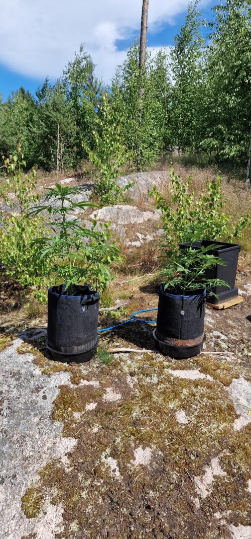 Cannabis in Hyperborea. Week 8