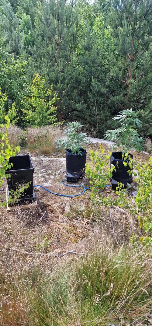 Cannabis in Hyperborea. Week 8