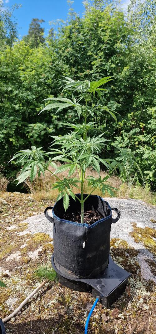 Cannabis in Hyperborea. Week 8