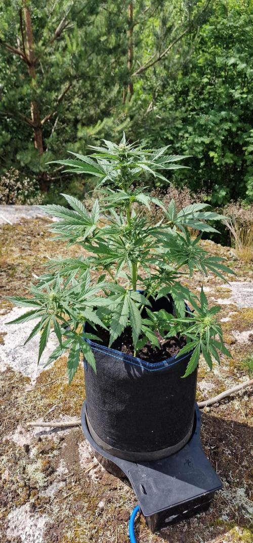 Lafanta light auto. Week 8