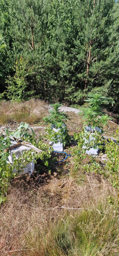 Cannabis in Hyperborea. Week 8