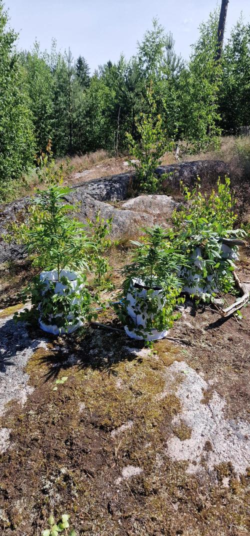 Cannabis in Hyperborea. Week 8
