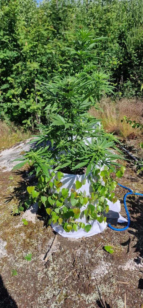 Cannabis in Hyperborea. Week 8