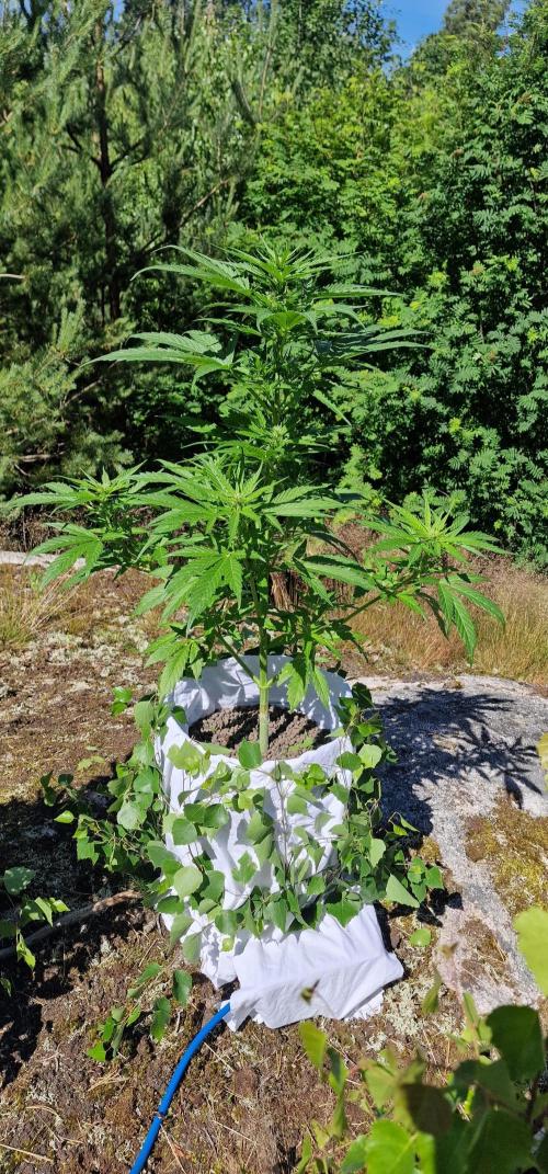 Cannabis in Hyperborea. Week 8