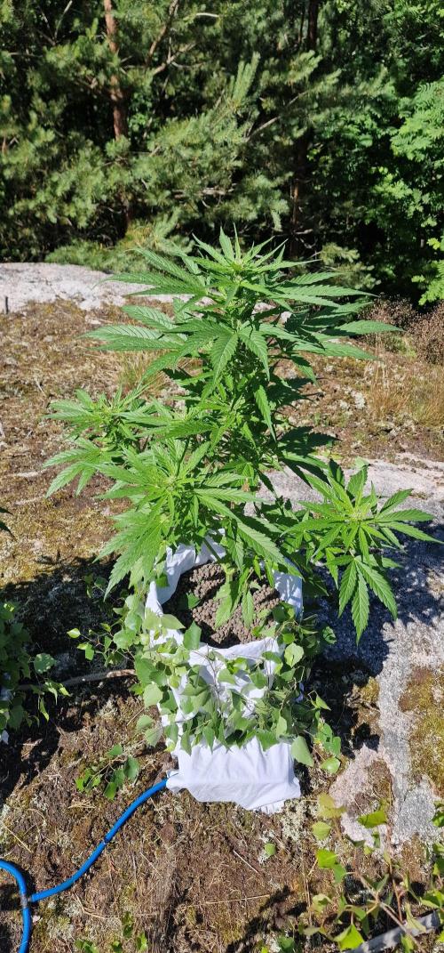 Cannabis in Hyperborea. Week 8