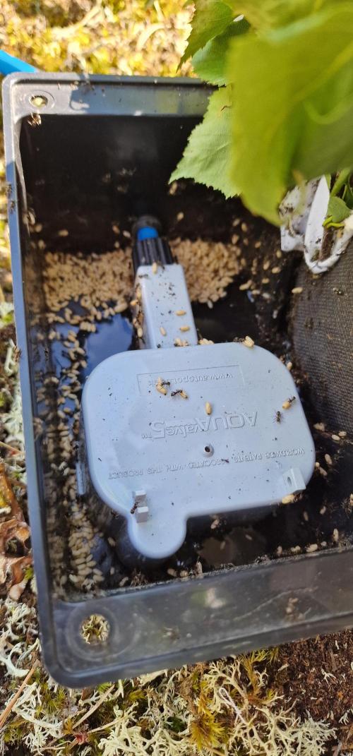 Cannabis in Hyperborea. Week 8 - Ants chose unlucky spot for they nest
