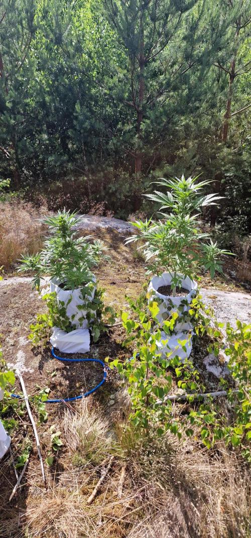 Cannabis in Hyperborea. Week 8