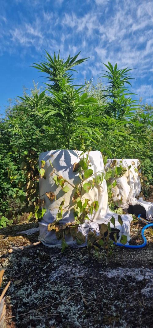Cannabis in Hyperborea. Week 9