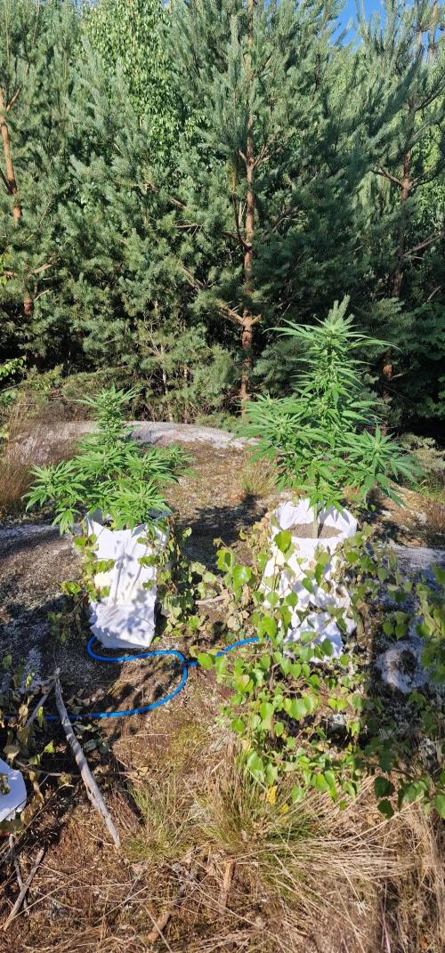 Cannabis in Hyperborea. Week 9
