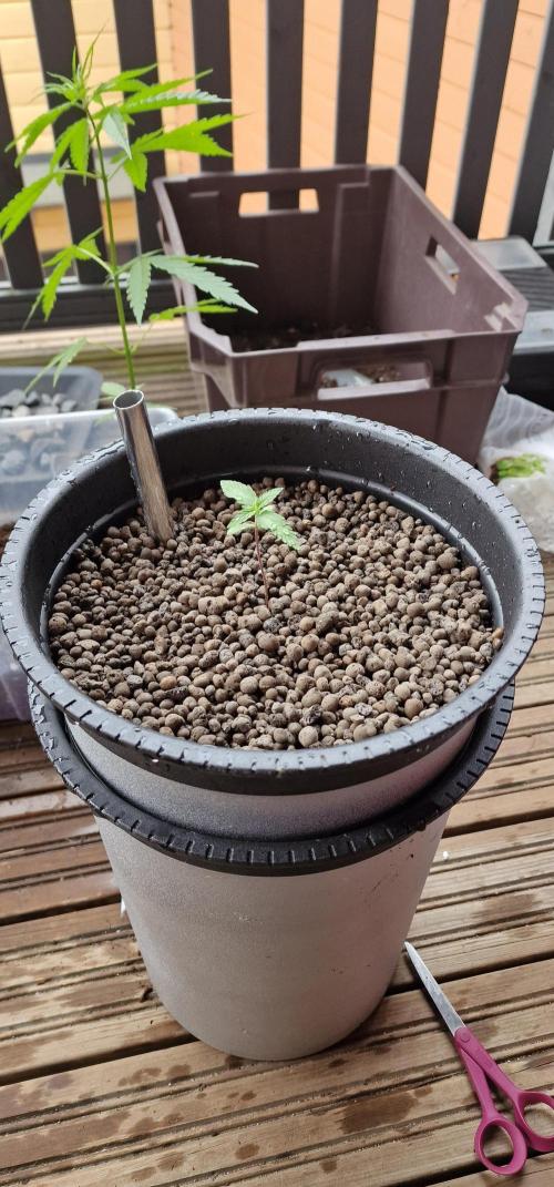 Fast Eddy Automatic CBD. Week 2