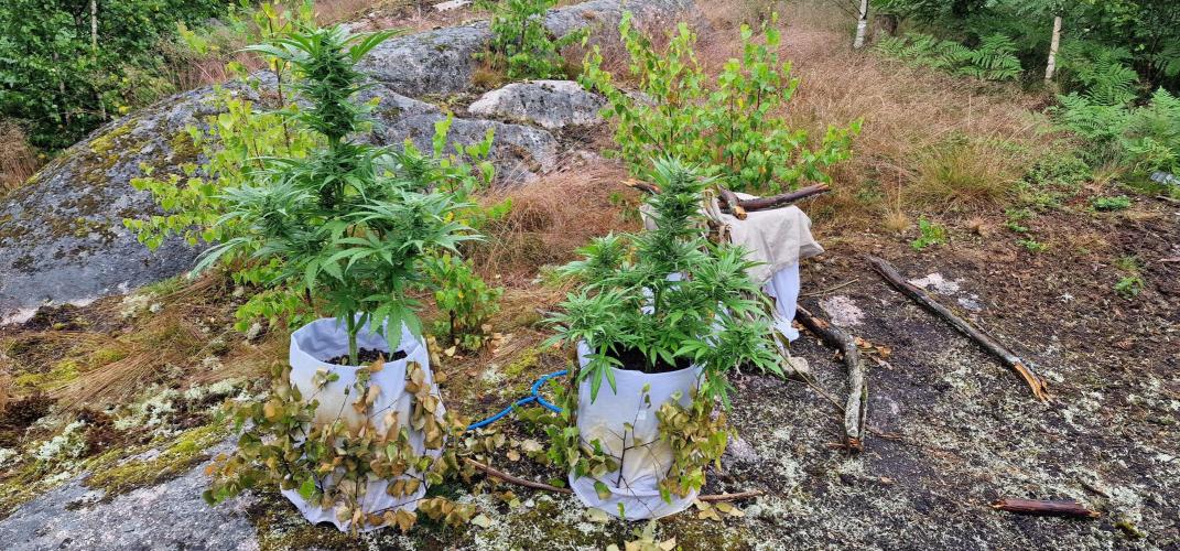 Cannabis in Hyperborea. Week 9