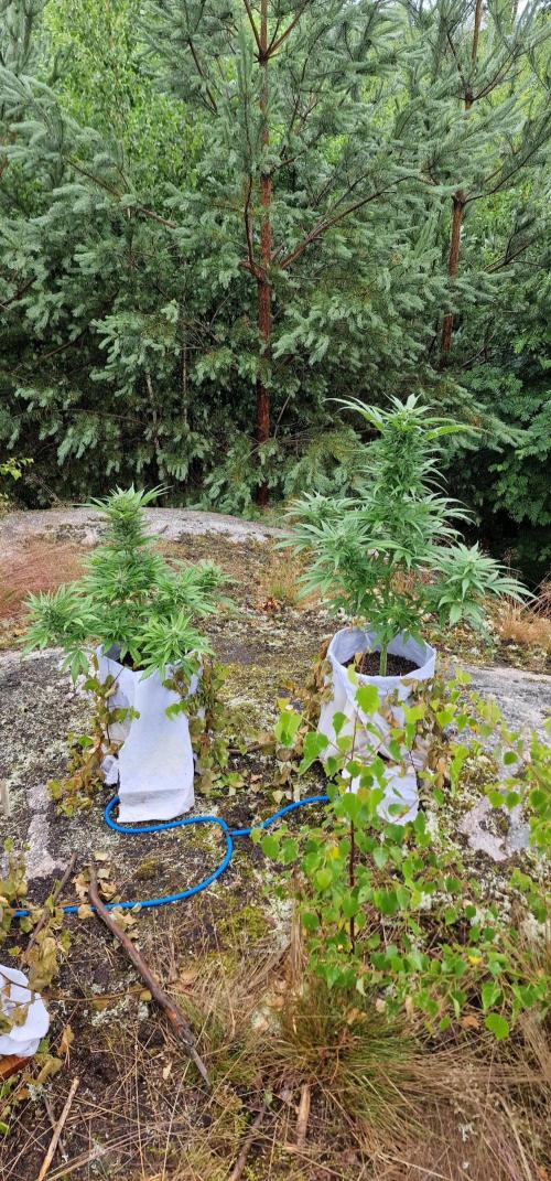 Cannabis in Hyperborea. Week 9