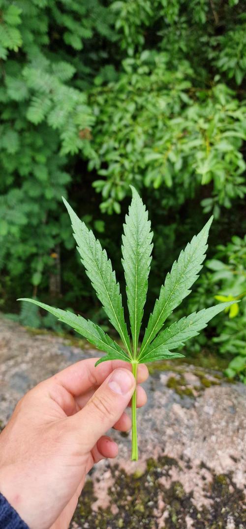 Cannabis in Hyperborea. Week 9