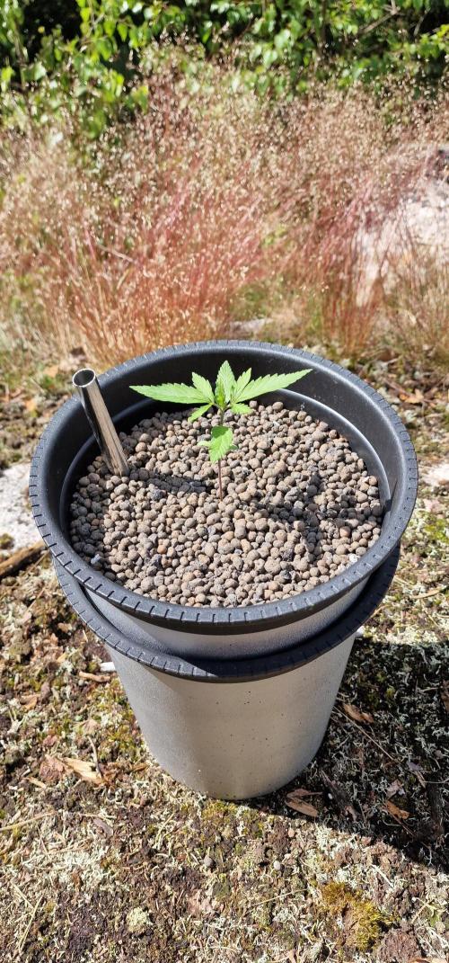 Fast Eddy Automatic CBD. Week 3