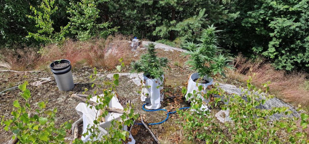 Hyperborean forest garden. Week 10