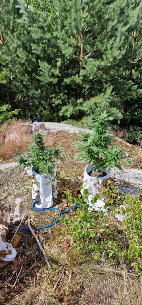 Hyperborean forest garden. Week 10