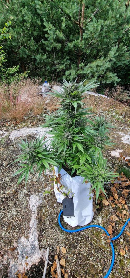 Hyperborean forest garden. Week 10
