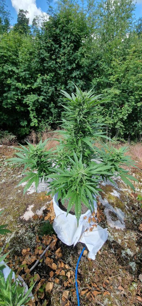 Hyperborean forest garden. Week 10