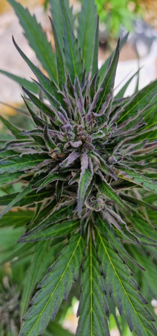 Lafanta light auto. Week 10