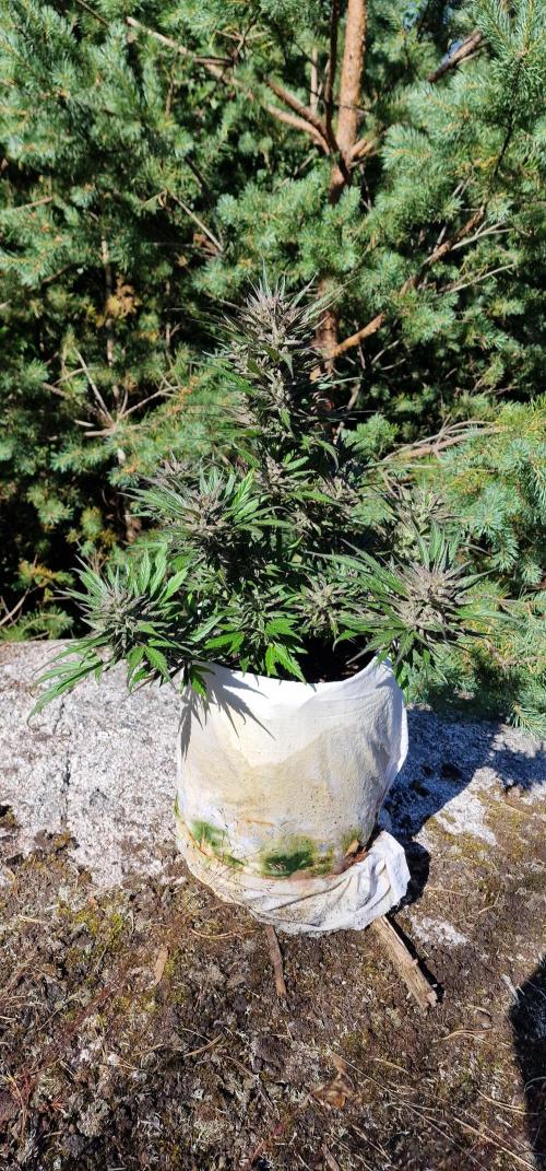 Hyperborean forest garden. Week 11