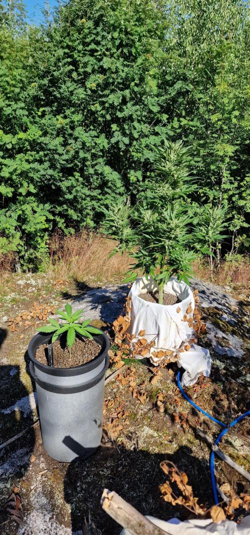 Hyperborean forest garden. Week 11