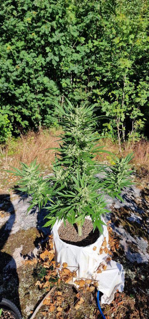 Hyperborean forest garden. Week 11